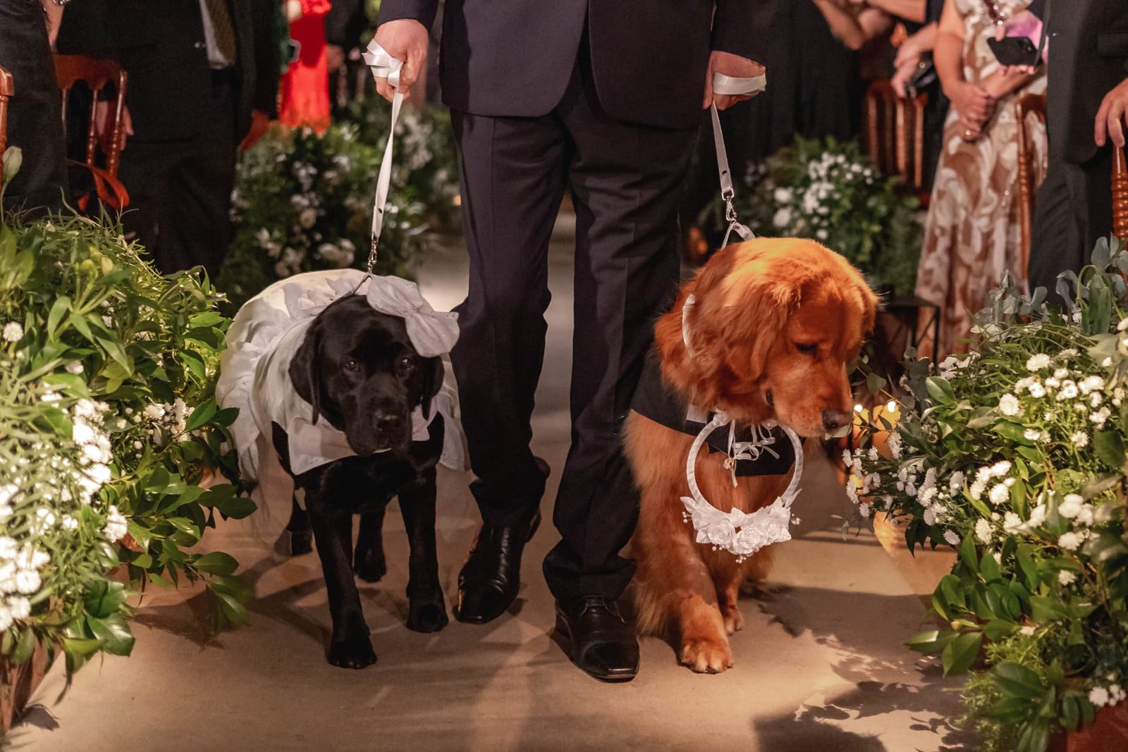Cachorros da família entrando na cerimônia com as alianças em casamento assessorado por Dani Baida